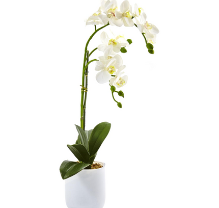 Natural Artificial Flower Plant 53cm