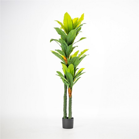 Plant Tree