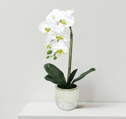 Natural Artificial Flower Plant 53cm