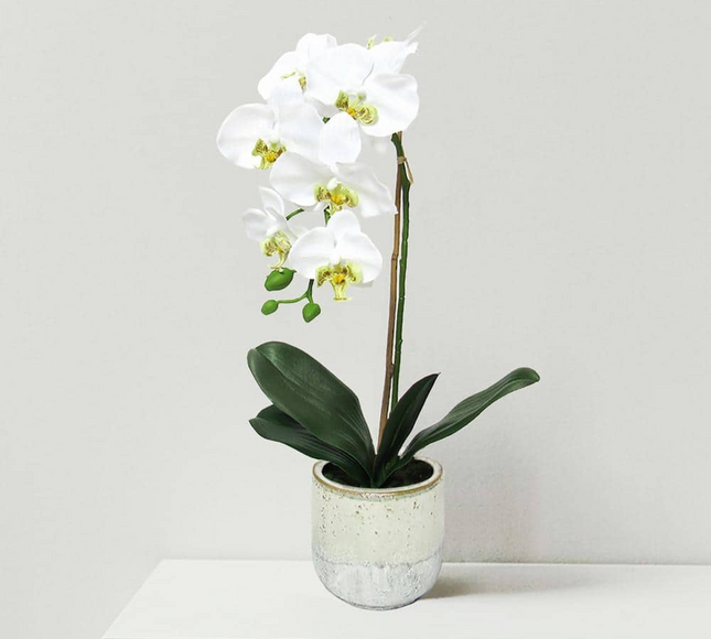 Natural Artificial Flower Plant 53cm